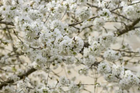 Springtime cherry blossoms Stock Photos