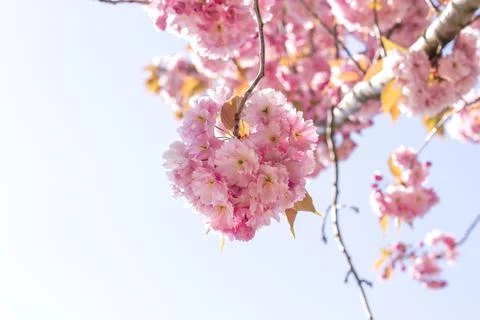 Springtime cherry blossoms Foto stock