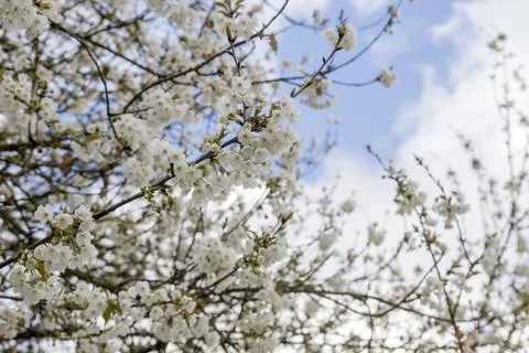 Springtime cherry blossoms Stock Photos