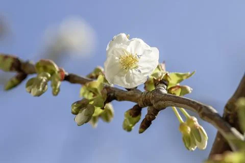 Springtime cherry blossoms Stock Photos