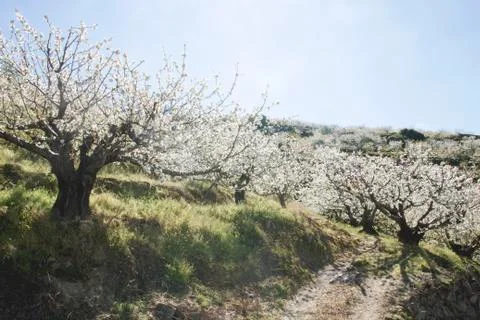 Springtime cherry blossoms in Valle del Jerte, Spain Foto stock