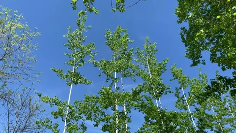 Springtime in the city park Stock Footage 297800900