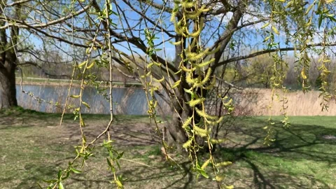 Springtime in the city park Stock Footage 297800987