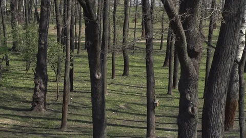 Springtime in a city park with trees, green grass and walking paths on a sunny d Video stock 107086918