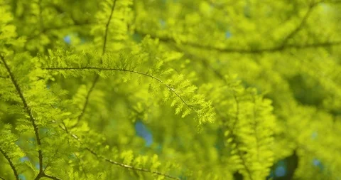 Springtime - close-up of a beautiful twig of a larch on a sunny spring day Vídeos de archivo 104652974