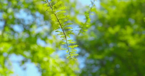 Springtime - close-up of a beautiful twig of a larch on a sunny spring day Vídeo Stock 104653443