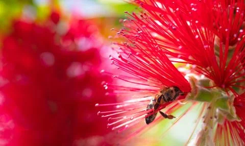 Springtime. Close-up of honey bee pollinating bright red flower, callistemon, Stock Photos