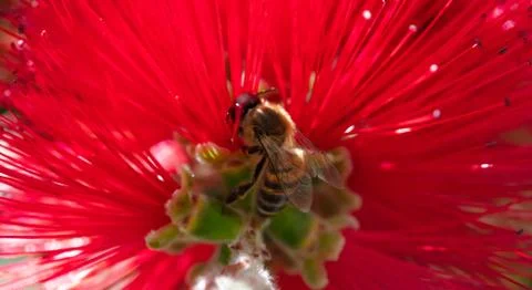 Springtime. Close-up of honey bee pollinating bright red flower, callistemon, Foto stock