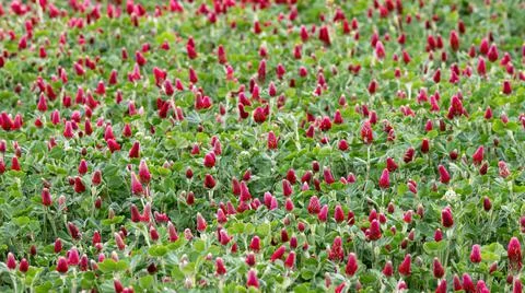 Springtime in a cloudy day in a red clover field Stock Photos