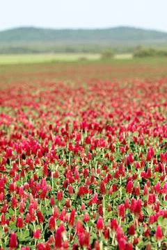 Springtime in a cloudy day in a red clover field Foto stock