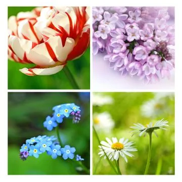Springtime collage of beautiful flowers Stock Photos