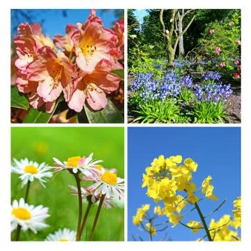 Springtime collage of fresh flowers Stock Photos