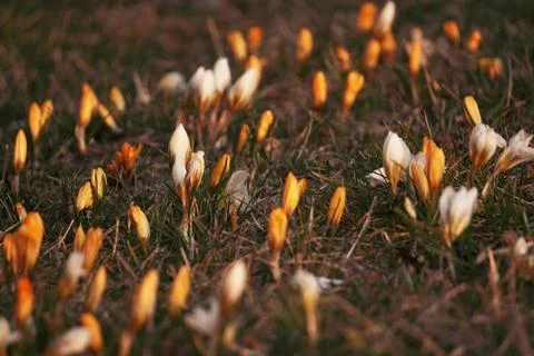Springtime colorful crocuses between the grass on meadow. Soft selective fo.. Foto stock