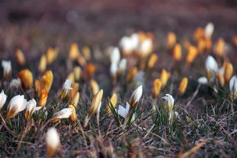 Springtime colorful crocuses between the grass on meadow. Soft selective fo.. Stock Photos