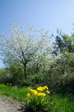 Springtime colours Stock Photos