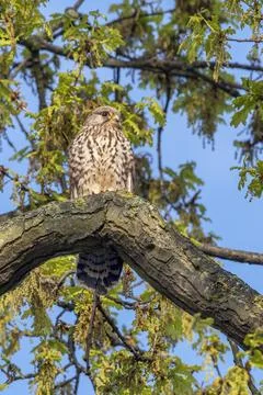 Springtime with the common Kestrel 스톡 사진