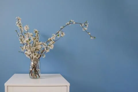 Springtime composition. White spring flowers blooming branch on blue wall bac Stock Photos