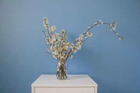 Springtime composition. White spring flowers blooming branch on blue wall bac Stock Photos