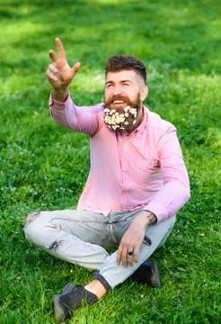 Springtime concept. Bearded man with daisy flowers sits on grassplot, grass Stock Photos