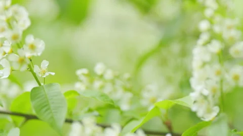 Springtime concept. Natural background b... | Stock Video | Pond5