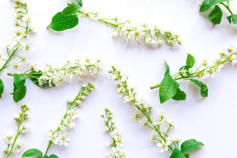 Springtime concept. Pattern of blooming sping flowers on white background. Co Stock Photos