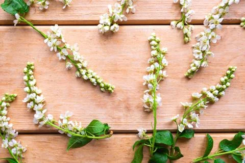 Springtime concept. Pattern of blooming sping flowers on wooden background. Stock Photos