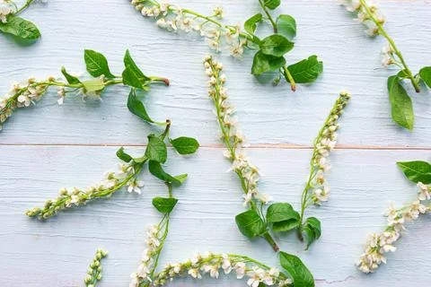 Springtime concept. Pattern of blooming sping flowers on wooden background. Stock Photos