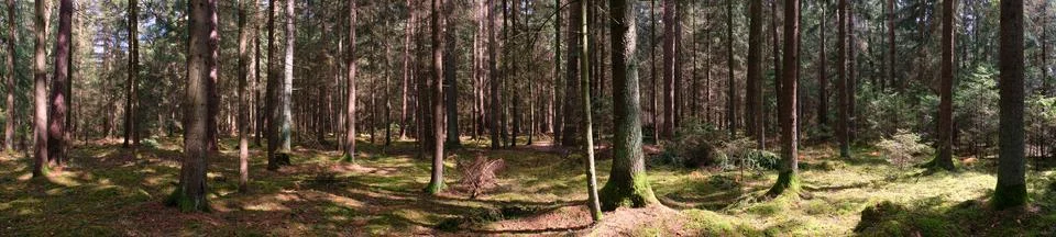 Springtime coniferous forest tree stan in sun with pines and spruces, Bialowi Stock Photos