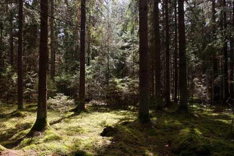 Springtime coniferous forest tree stan in sun with pines and spruces, Bialowi Stock Photos