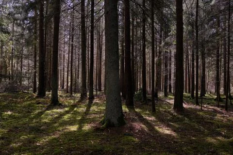 Springtime coniferous forest tree stand with pines and spruces, Bialowieza Fo Foto stock