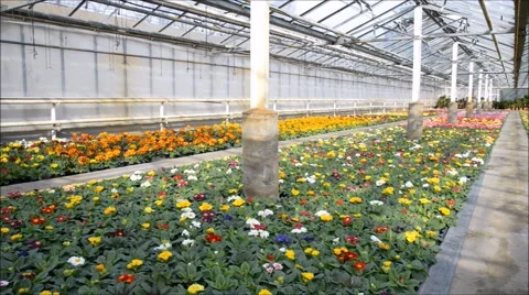 Springtime in a conservatory 库存影片 47654713