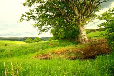 Springtime in the countryside Stock Photos