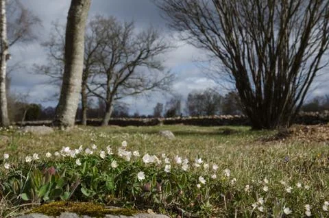 Springtime in the countryside Stock Photos