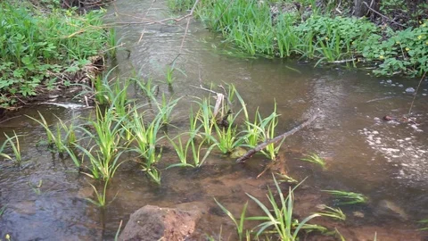 Springtime creek in the forest Video stock 89447933