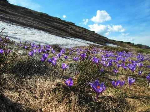 Springtime Crocus Bloom Stock Photos