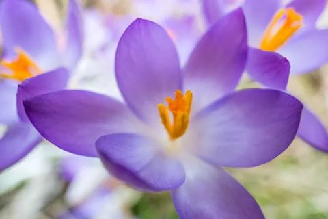 Springtime crocus Stock Photos