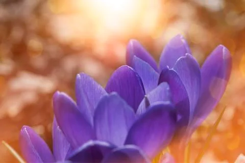 Springtime, crocuses in a bath of sunlight Stock Photos