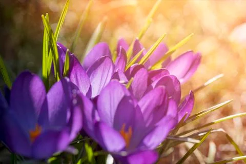 Springtime, crocuses in a bath of sunlight Stock Photos