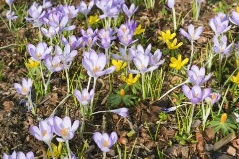 Springtime with crocuses Stock Photos