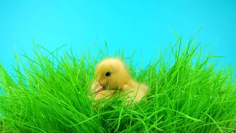 Springtime, cute little yellow duckling sitting in green grass Stock Footage 73028963