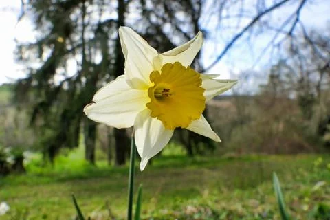 Springtime Daffodil. Stock Photos