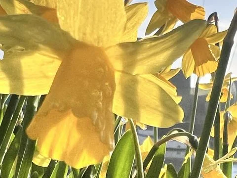 Springtime daffodils b Stock Photos