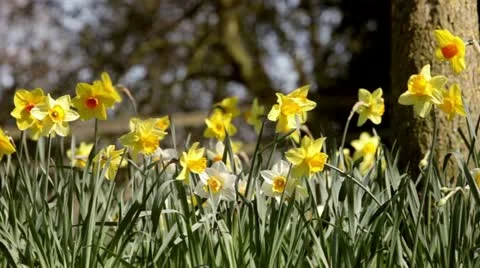Springtime daffodils Stock Footage 10835286