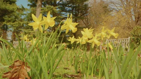 Springtime Daffodils at Planting Fields Arboretum, Oyster Bay, NY Stock Footage 318428660