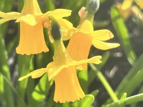 Springtime daffodils in the sunshine Stock Photos