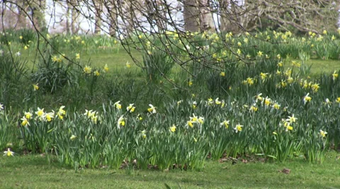 Springtime Daffodils in a woodland park Stock Footage 36443531