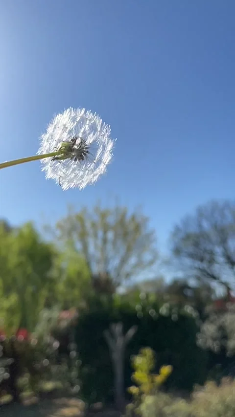 Springtime Dandelion Video stock 152050683