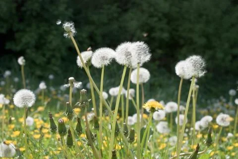 Springtime dandelion Stock Photos