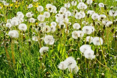 Springtime dandelion Stock Photos