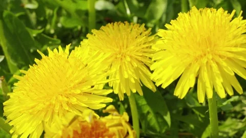 Springtime Dandelions Blooming In Green Grass, The vibrant beauty of springtime Vidéo 334441608